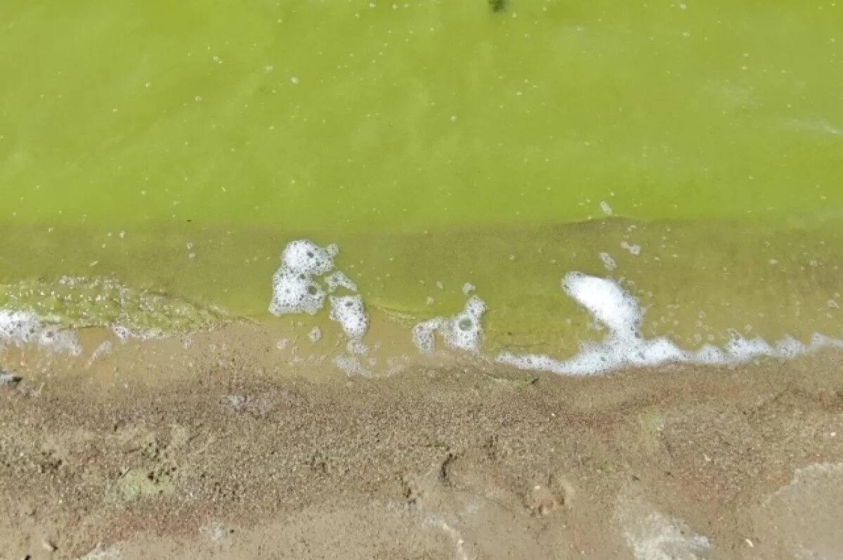    Токсичные водоросли из Таганрогского залива захватывают Азовское море