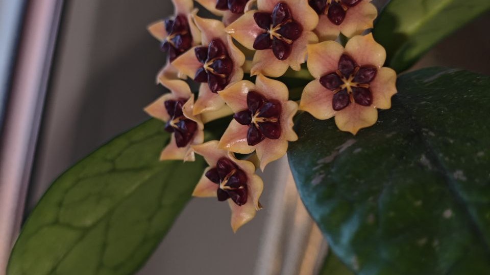 Пока поливала и снимала видео распустилась ещё одна хойя