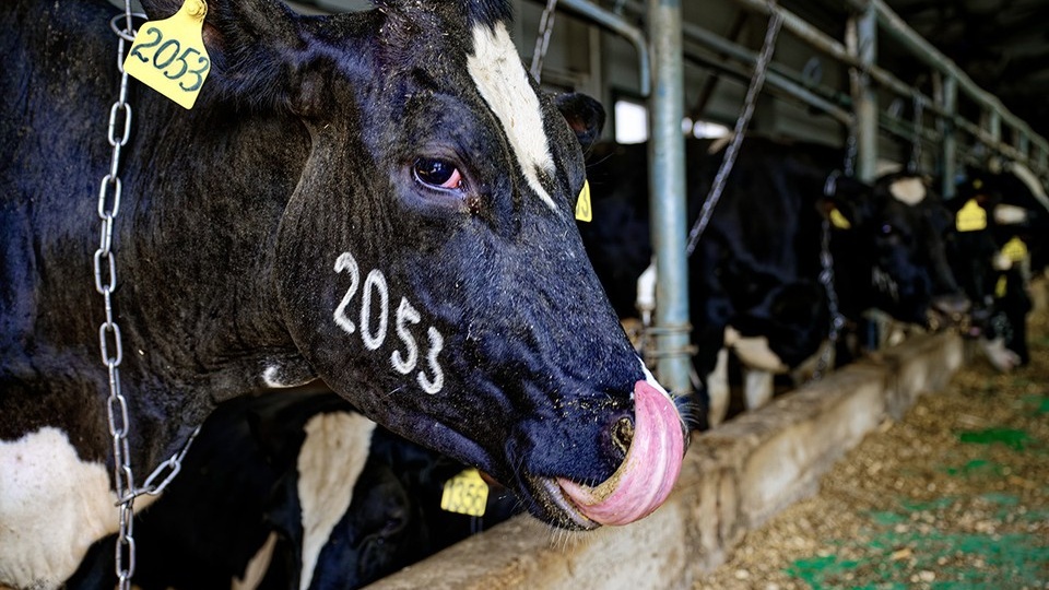 В Сибири фермеры жалуются на массовый убой скота из-за подозрения на пастереллез