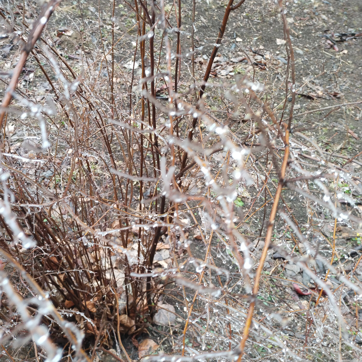 Кусты звенят как хрустальные