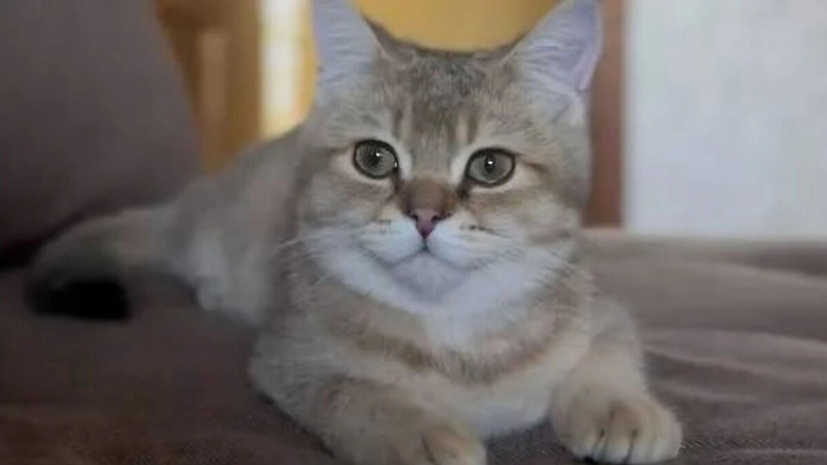    Кот-депутат Толик появился в Краснодаре   Телеграм-канал Толика