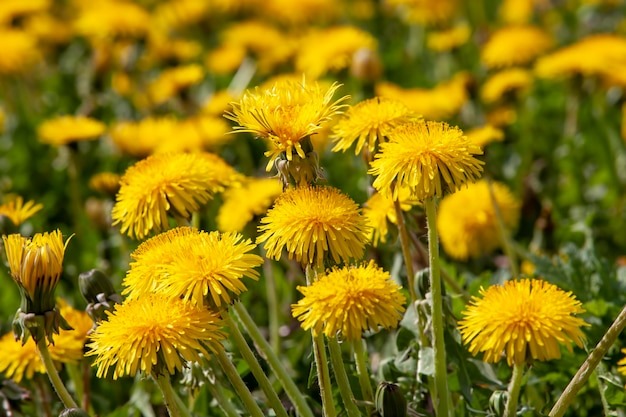 Одуванчики: маленькие солнышки нашего детства