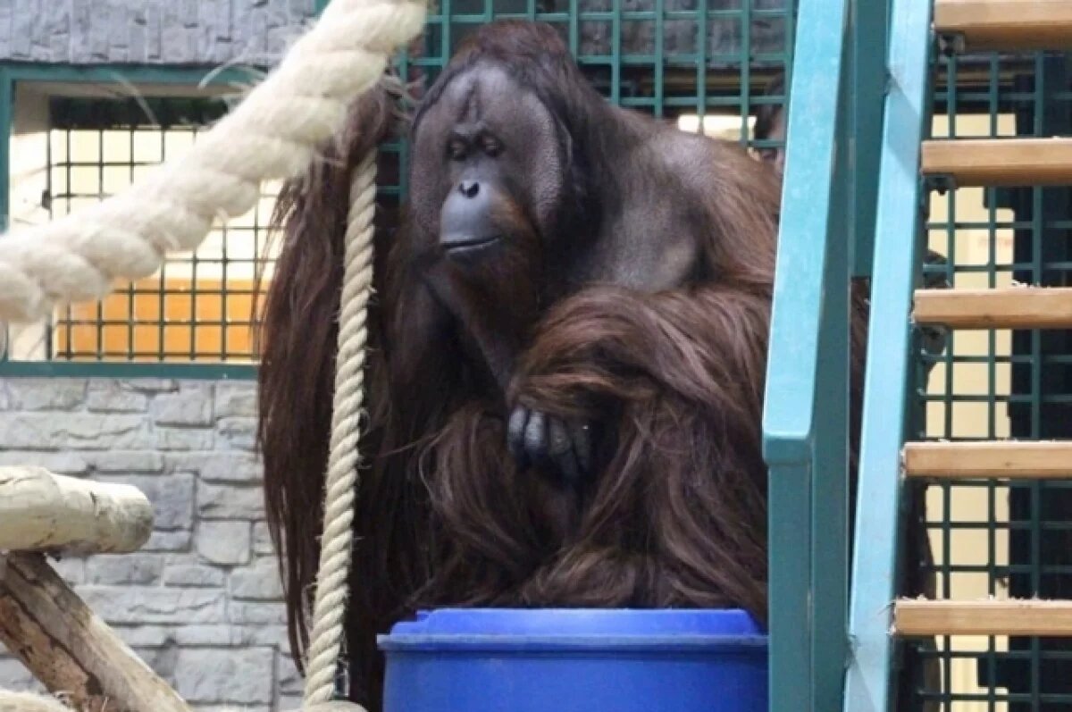    В Калининградском зоопарке родился детёныш орангутана