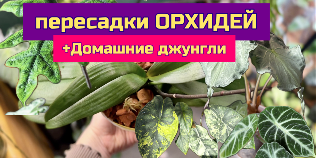 Пересадки орхидей и обзор алоказий