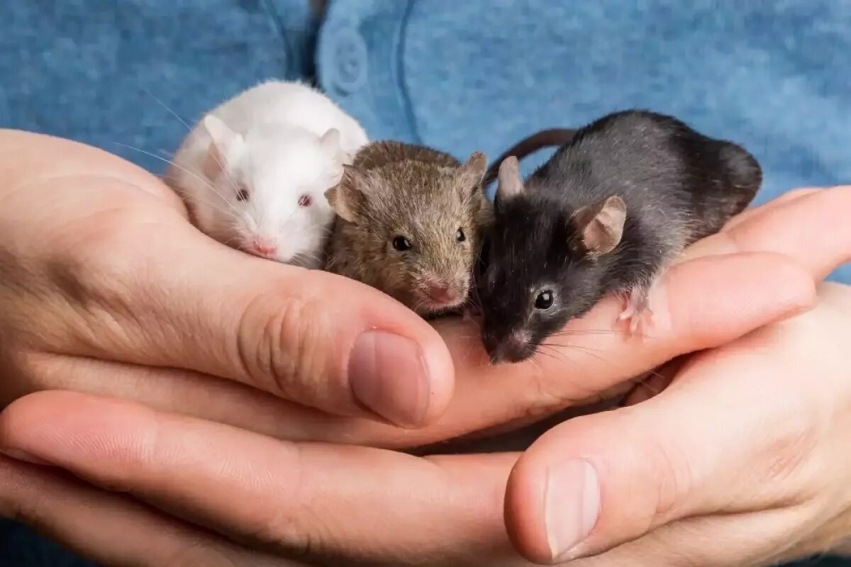 Фото с сайта: https://sanovnik.bg/synovnik/бял-плъх