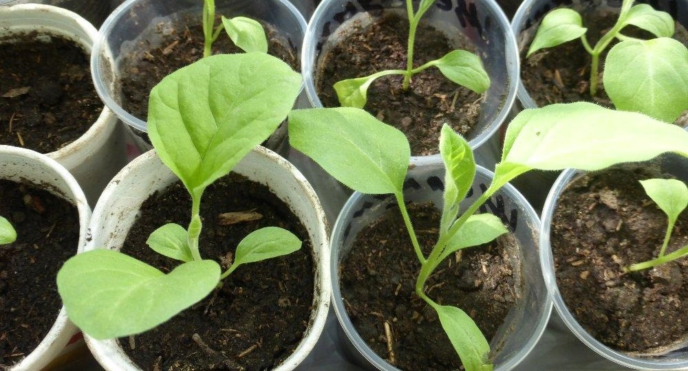 Преимущества перевалки для баклажанов.