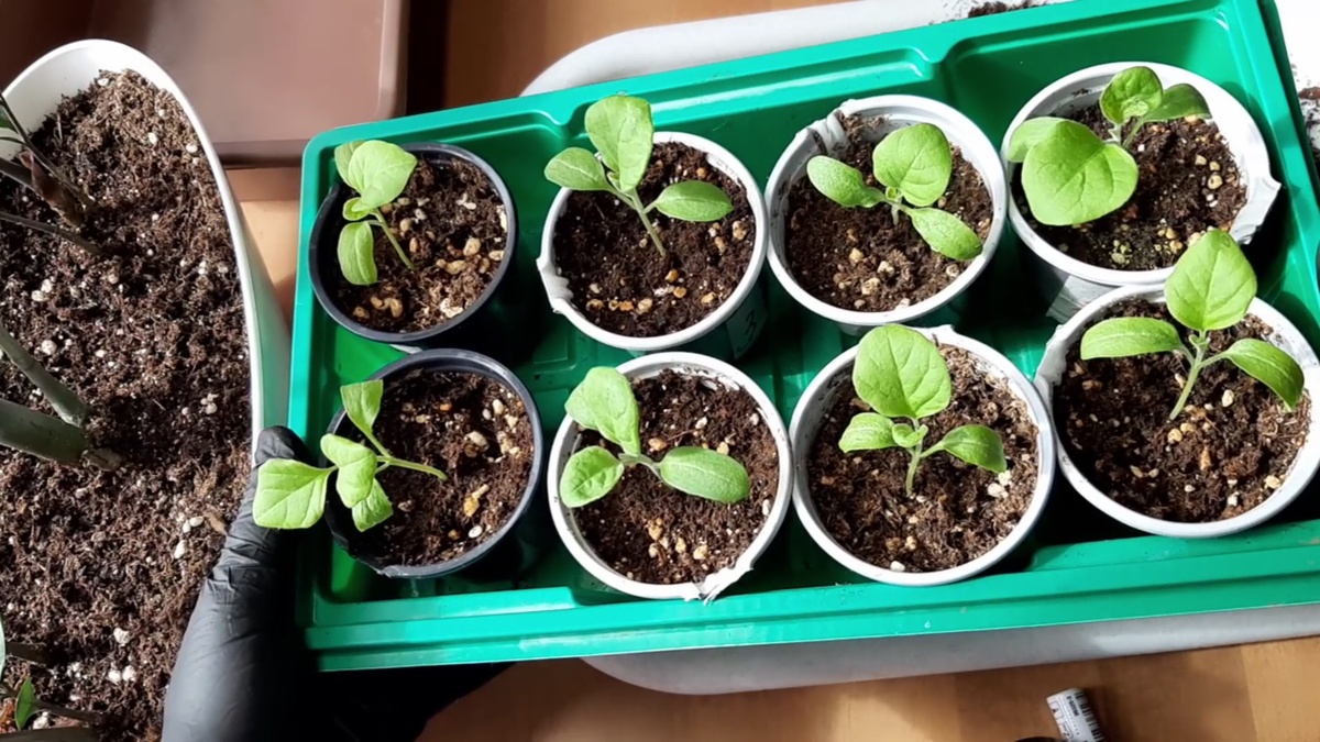 Пора делать перевалку.