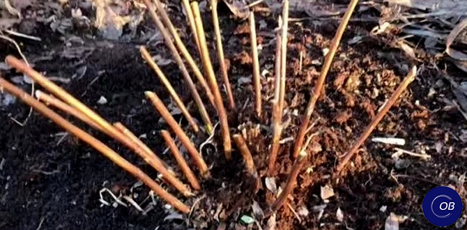 "Правило карандаша", способ обрезки гортензии, после которого куст безумно растет