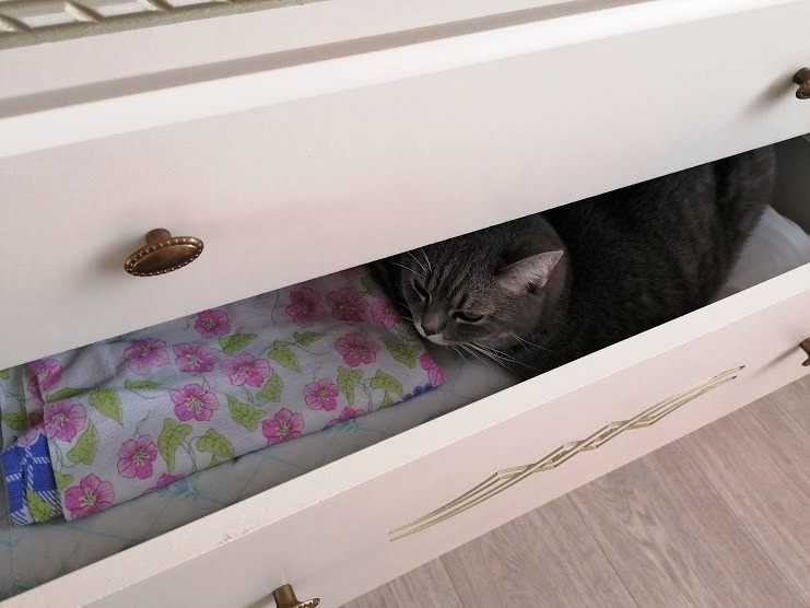 Не успела отвернуться, как Кася оказалась уже в комоде. Это в Барнауле. Фото автора