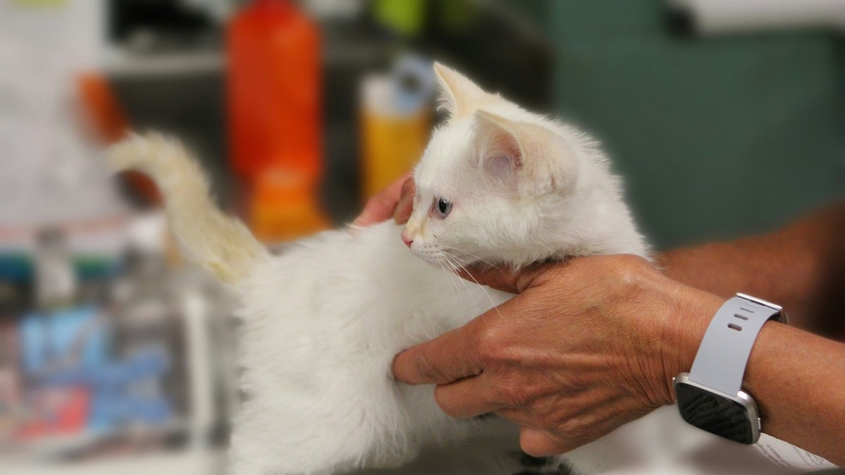    Белые котята, спасенные в автобусе, теперь находятся под опекой. Фото несет иллюстративный характер