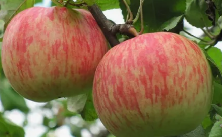 Шедевры селекции ЯБЛОНИ. Пять характеров в одном саду: выбираем яблоню со знанием дела