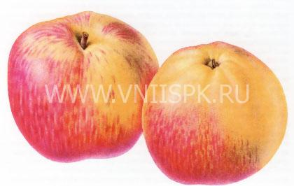 каноническое фото с сайта помологии