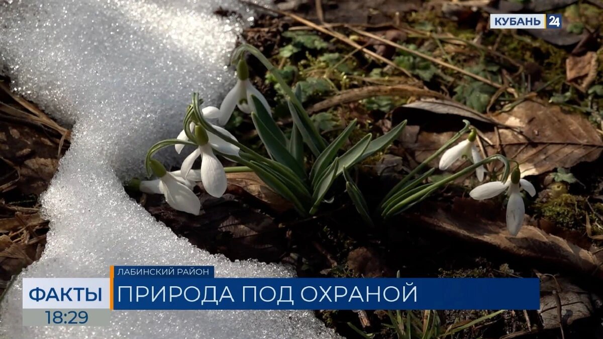    Скриншот видео телеканала «Кубань 24»