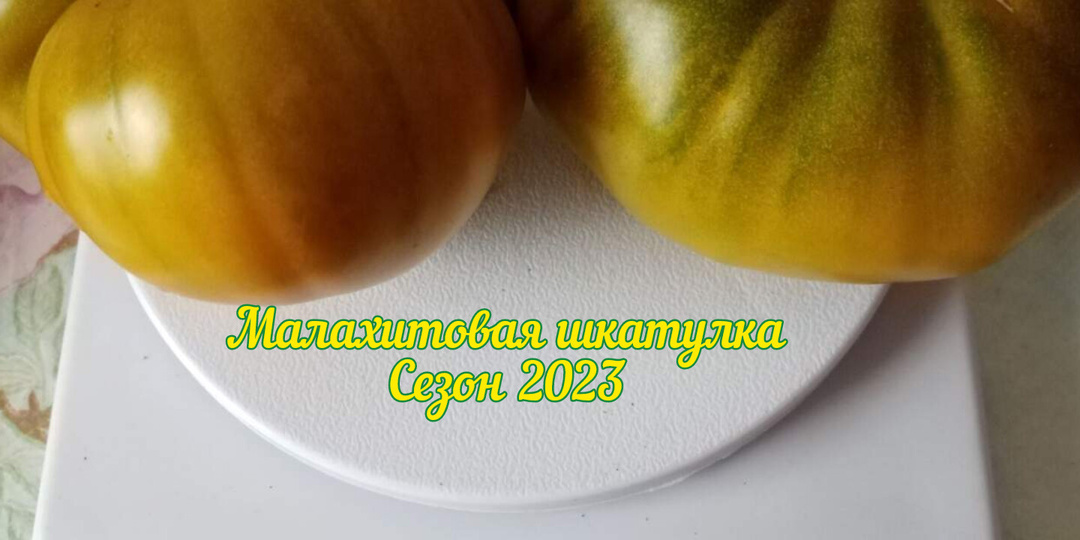 Мой выбор томатов от СибСада