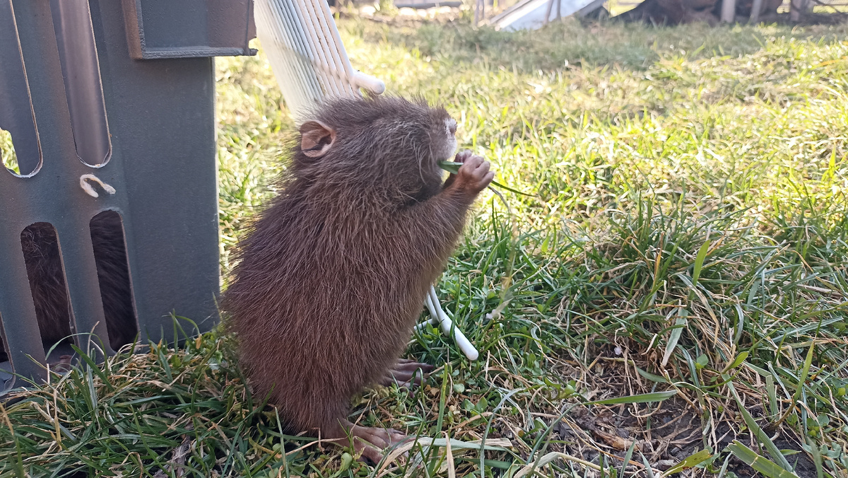 Сникерс на свободе