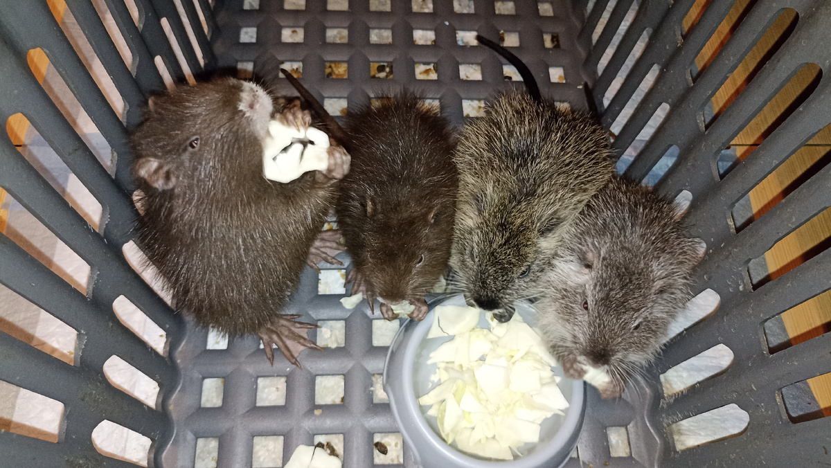 Нутрята в комнате