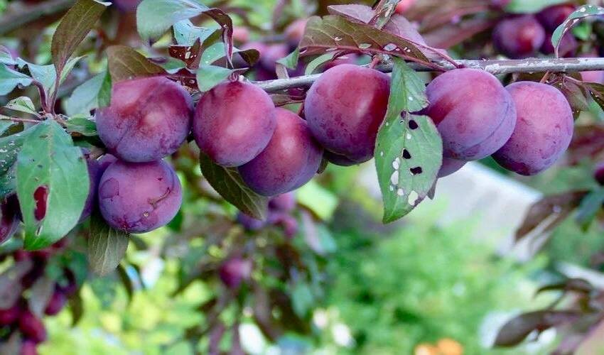 Слива цвела, а плодов нет. 5 весенних действий, которые спасут урожай косточковых