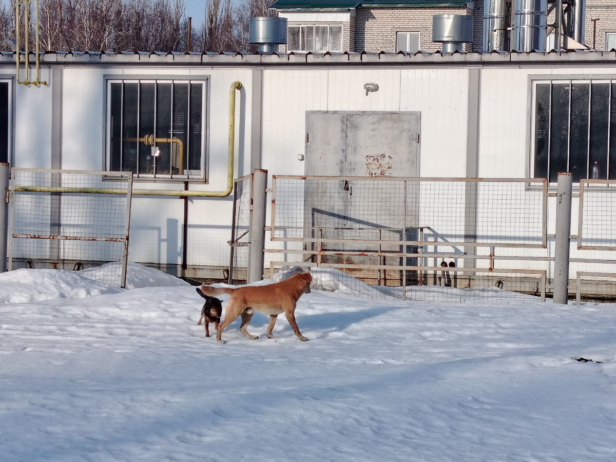 Ирма утром на прогулке встретила бездомного песика. 