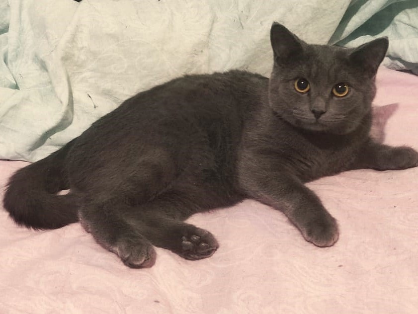 Граф Леша Безухов.