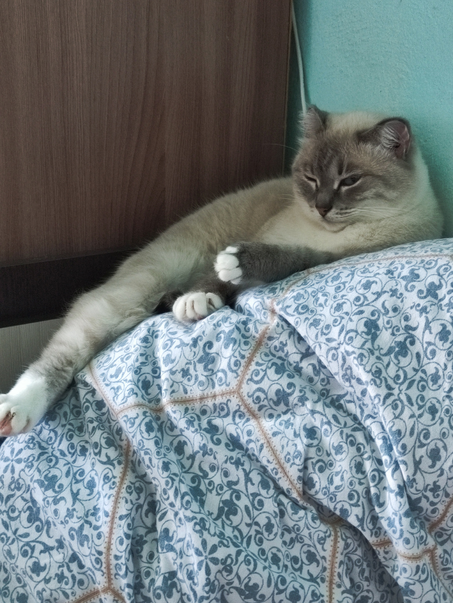 Княгиня Амалия Безухова).