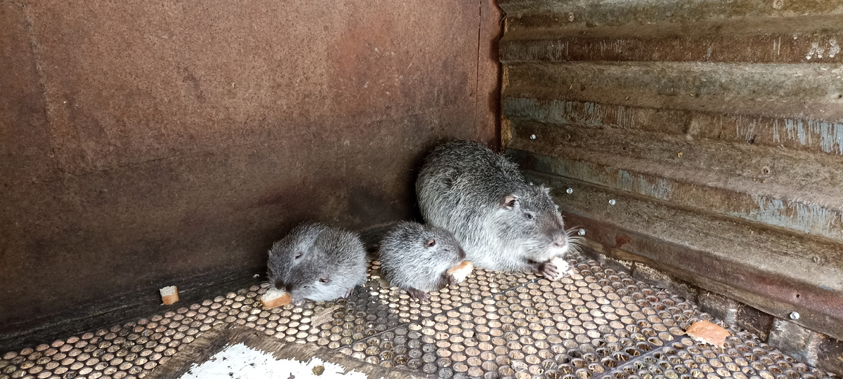 Нутрии едят сухари