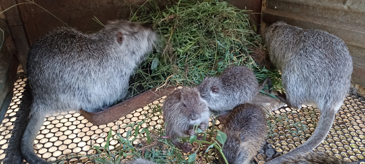 Нутрии с удовольствием едят огородные сорняки (осторожно с ядовитыми травами!!!)