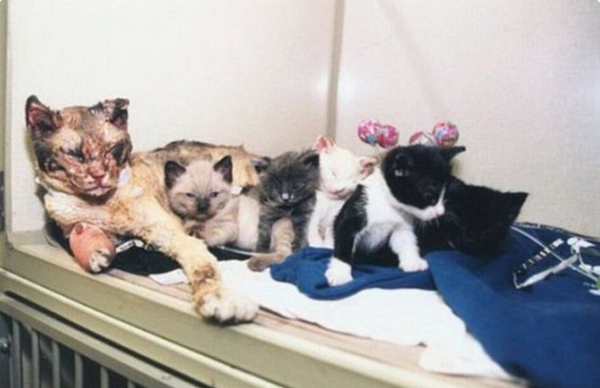 Вынесла из огня 5-ых котят, несмотря на полученные травмы. То, что увидели люди, перевернуло душу