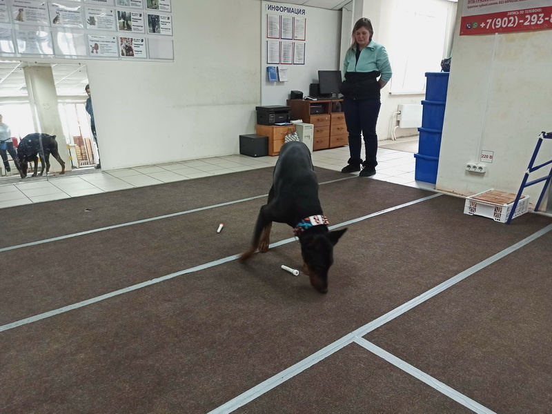 Доберман Бруно. Занятие в группе по ноузворку. Тольятти, 1 марта 2026.