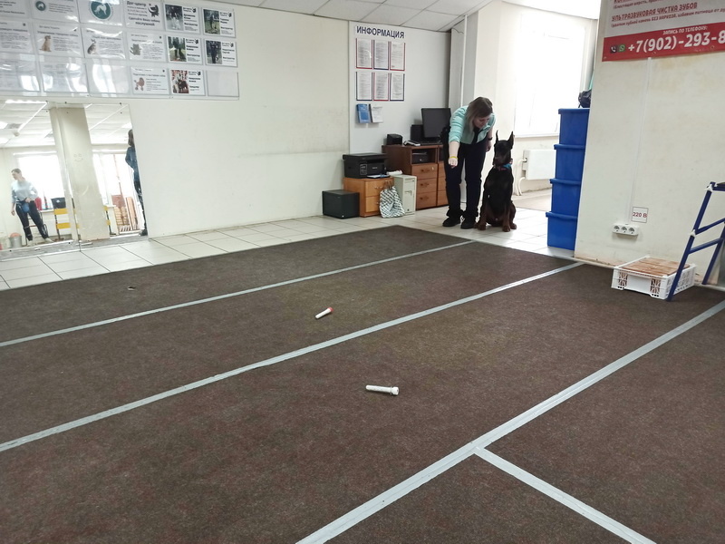 Доберман Бруно. Занятие в группе по ноузворку. Тольятти, 1 марта 2026.