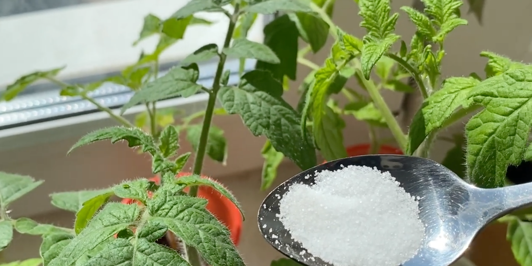 Всего 1 ложка и рассада коренастая, жирная, низкая, приземистая и здоровая! Секрет здоровой рассады