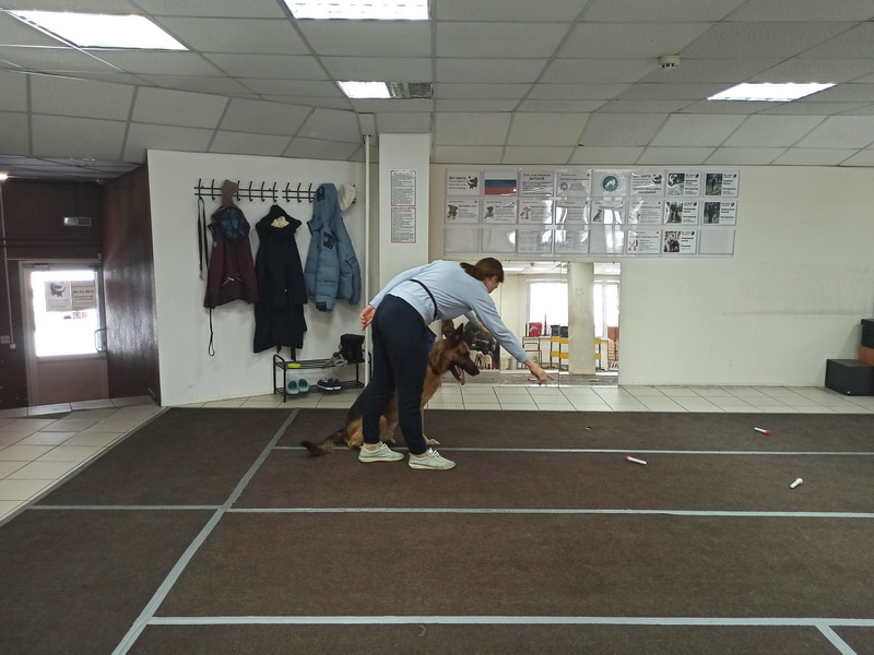 Овчарка Грей. Занятие в группе по ноузворку. Тольятти, 1 марта 2026.