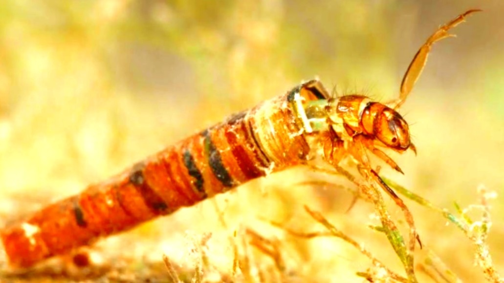 Личинка ручейника