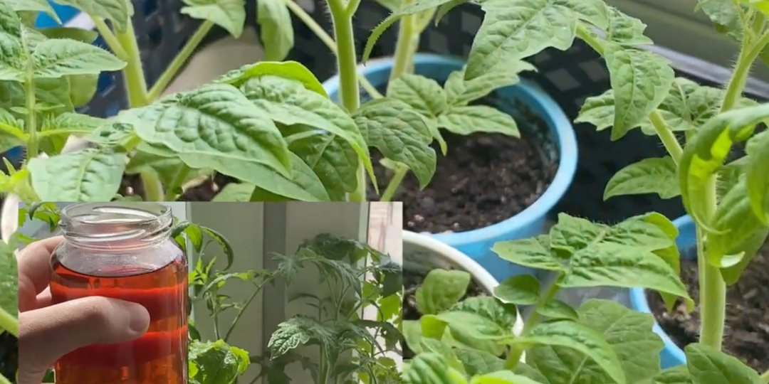 1 литр под рассаду и она толстеет на глазах. Здоровая, коренастая рассада за пару дней