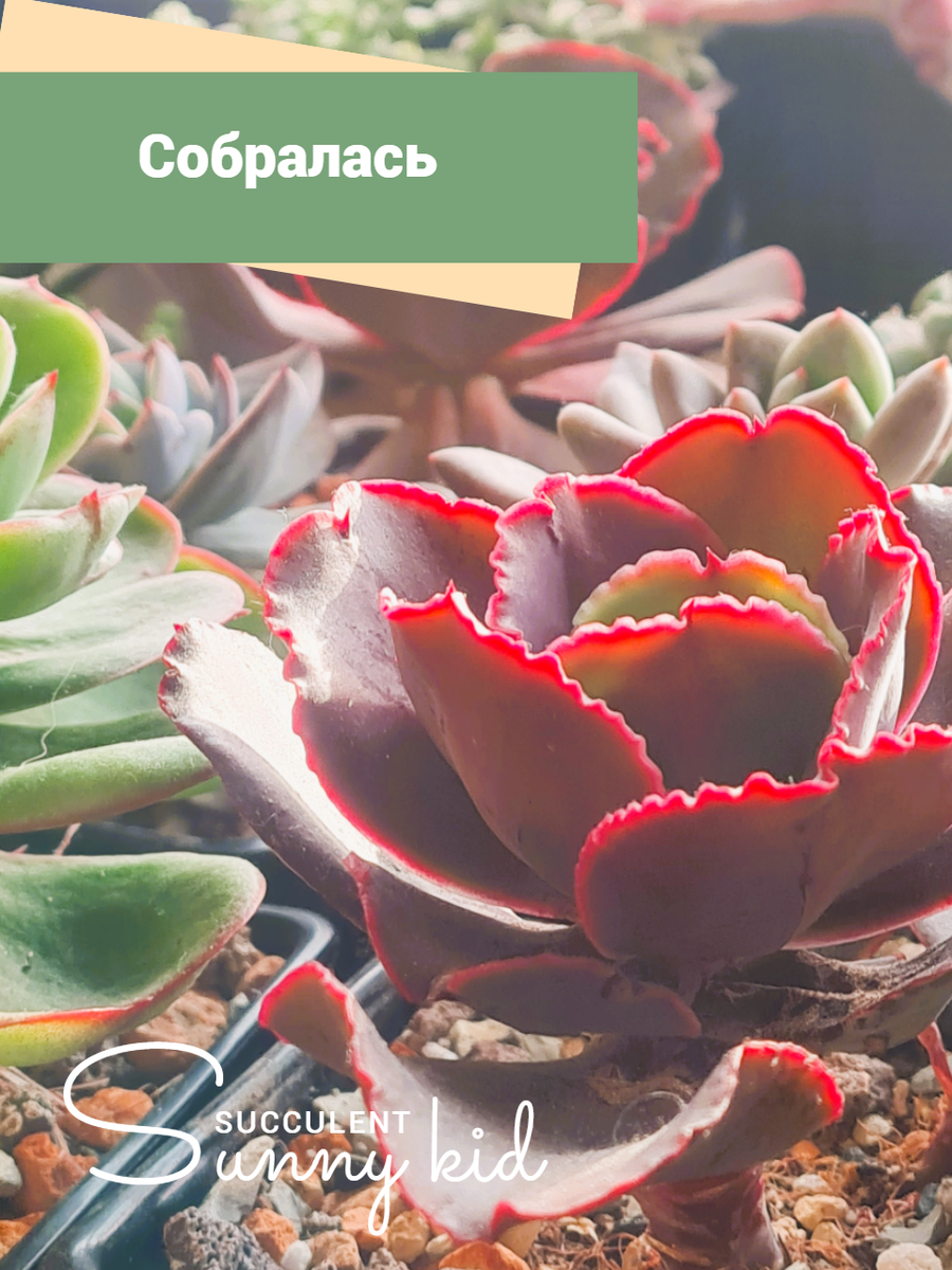 Жарко и полив редкий