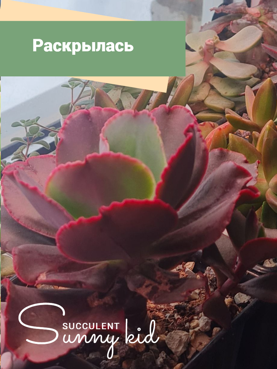 Добавили полива и света