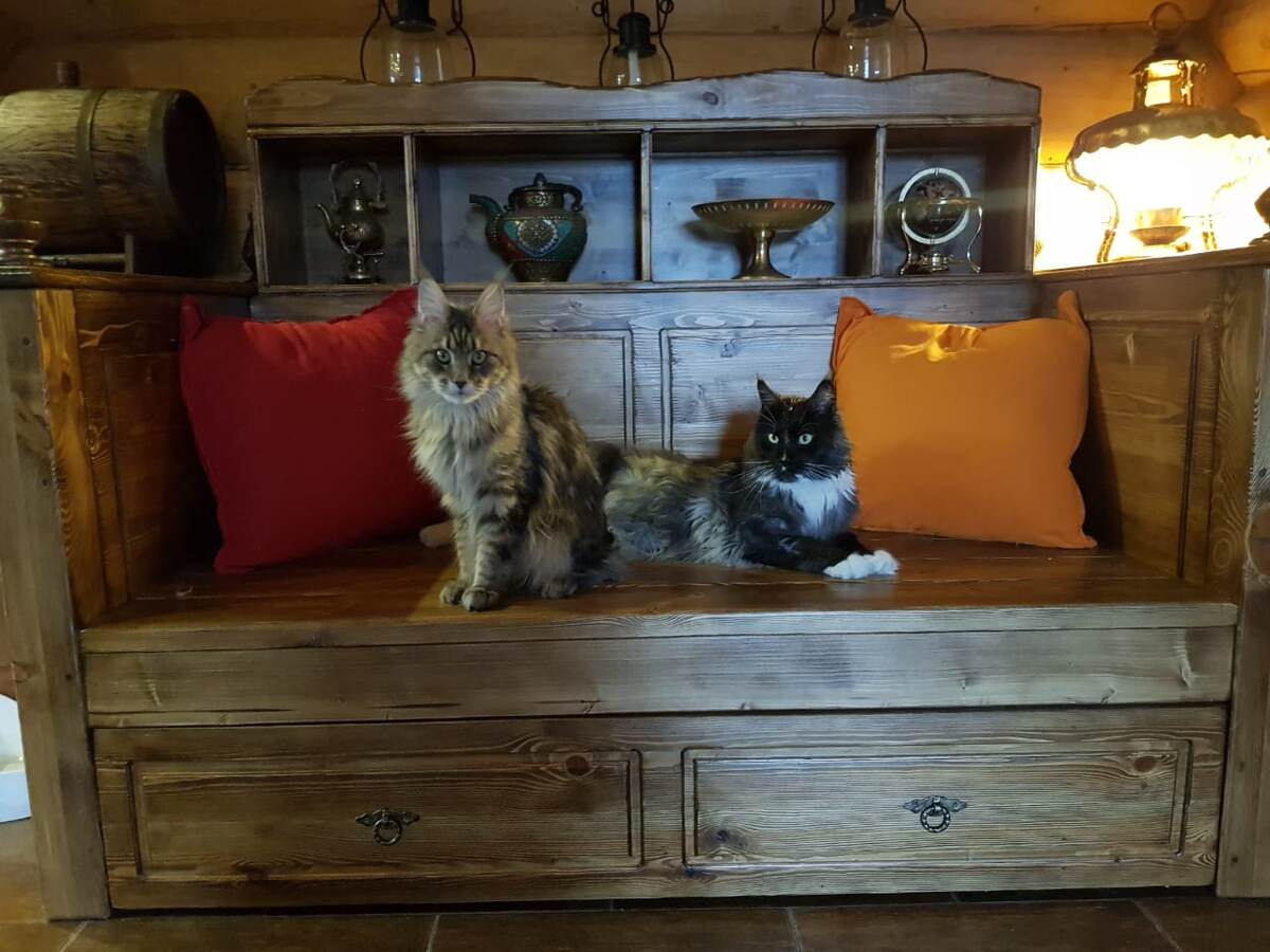 Мейнкуны Джина и Бакарди. Фотография из личного архива автора.