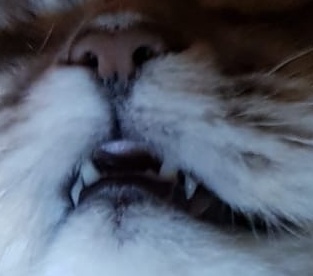 Улыбка Джины. Фотография из личного архива автора. 