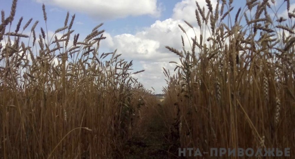Декларации на 6,3 тонн зерна признали недействительными в Чувашии