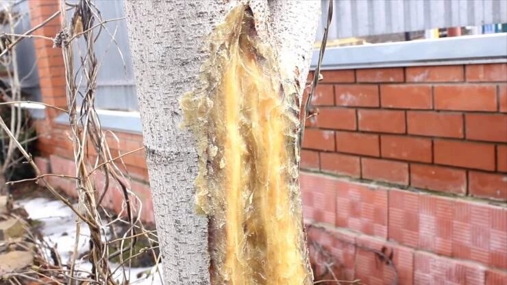 Фото: antonovsad.ru