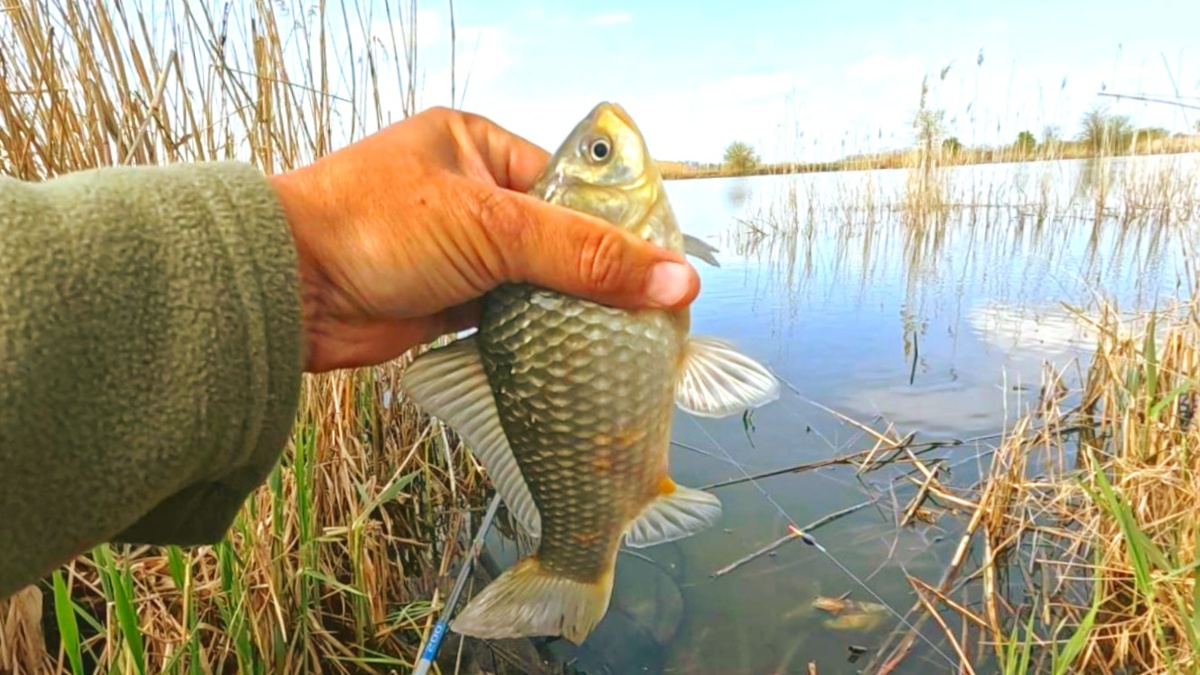 Карас отлично ловится на тесто