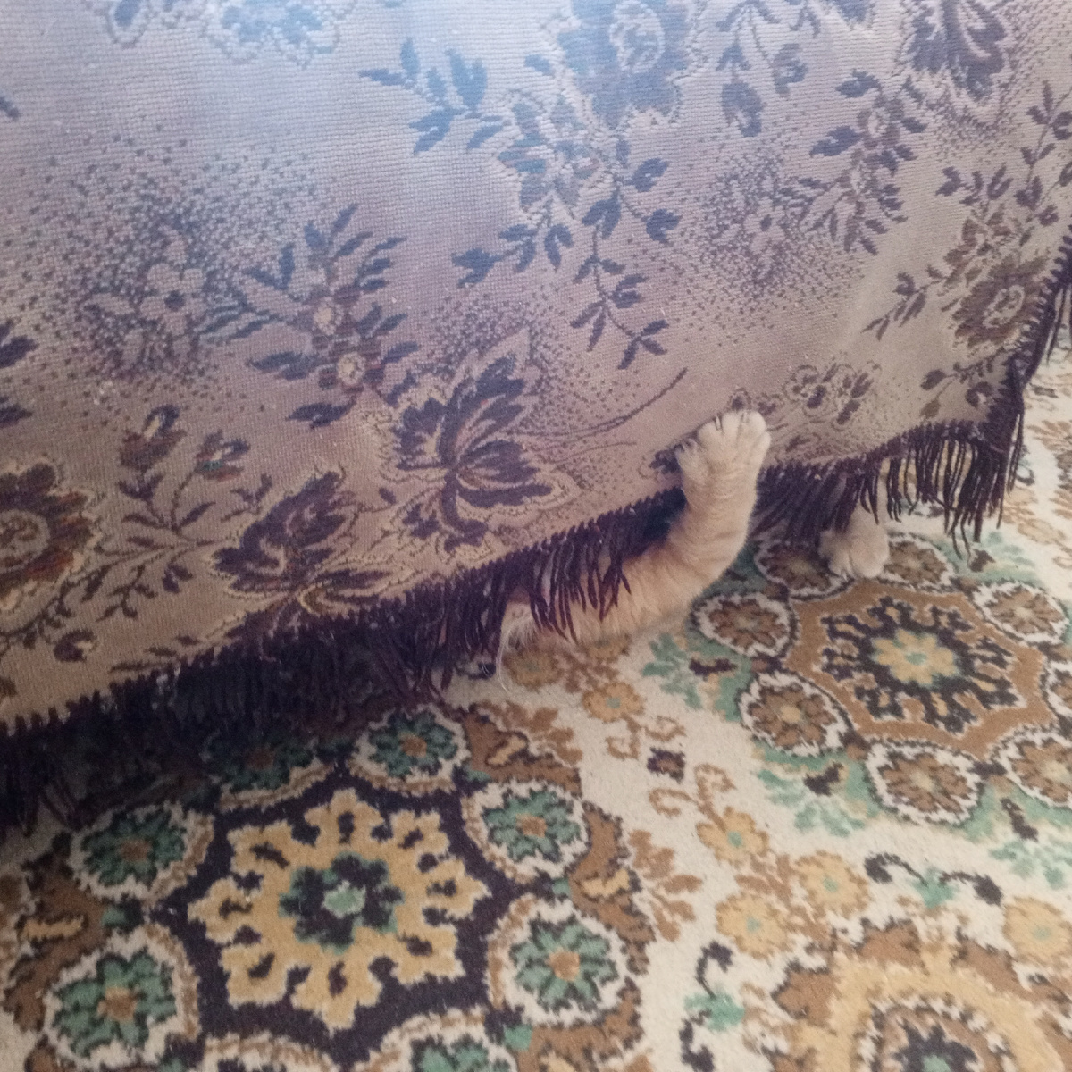 Только лапа и видна