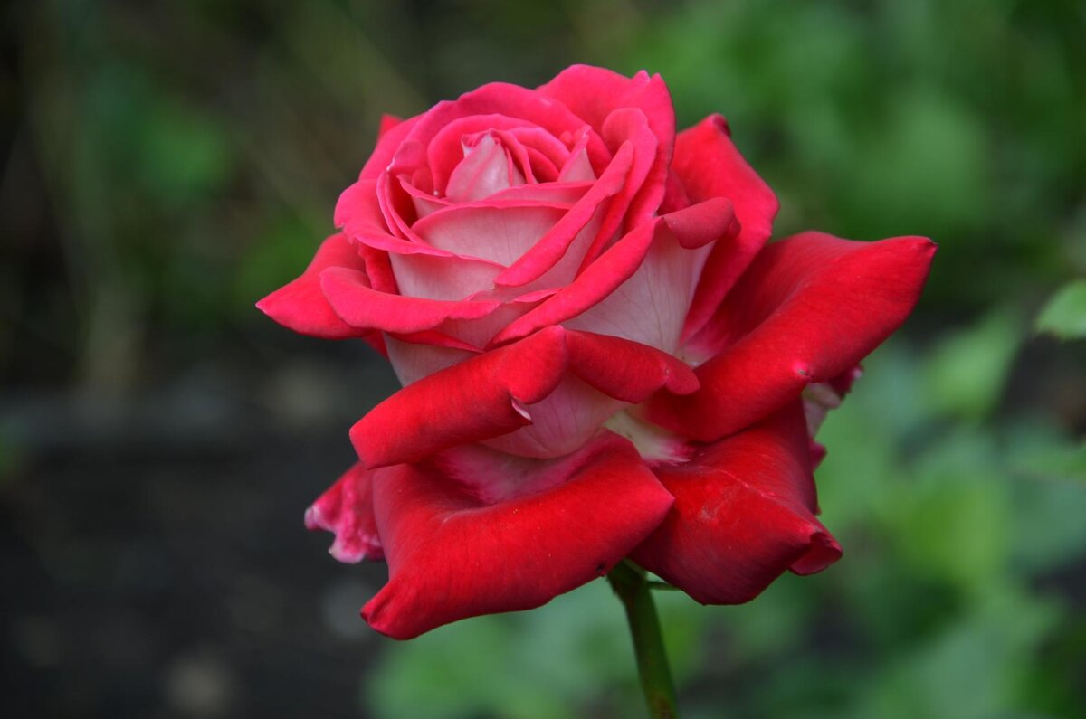 Роза Люксор.