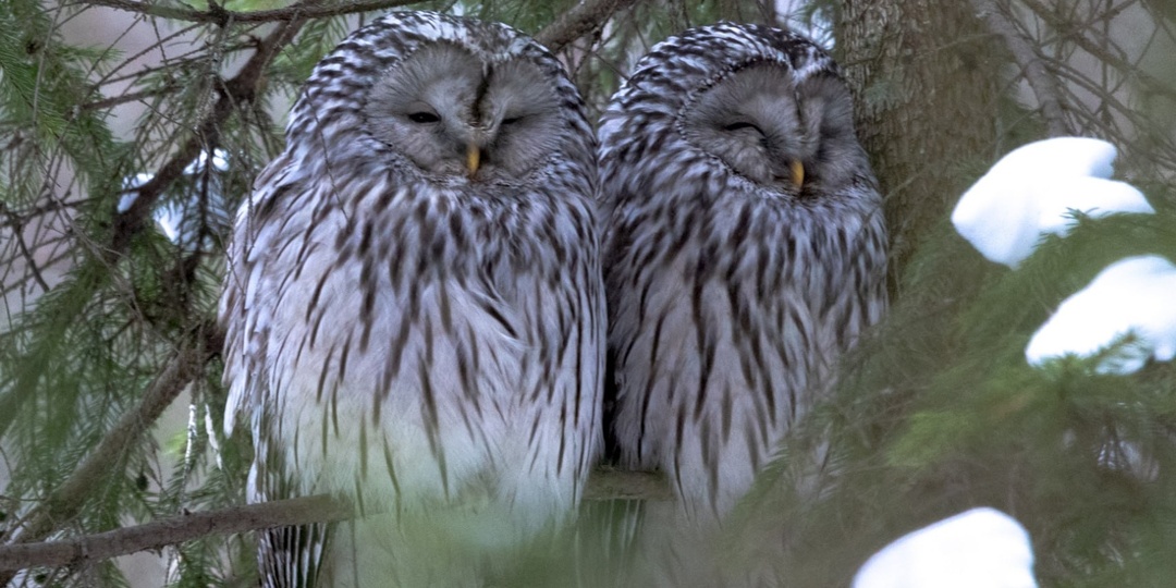 СПЯТ УСТАЛЫЕ ЗВЕРУШКИ