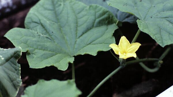    © Sputnik / Борис Приходько