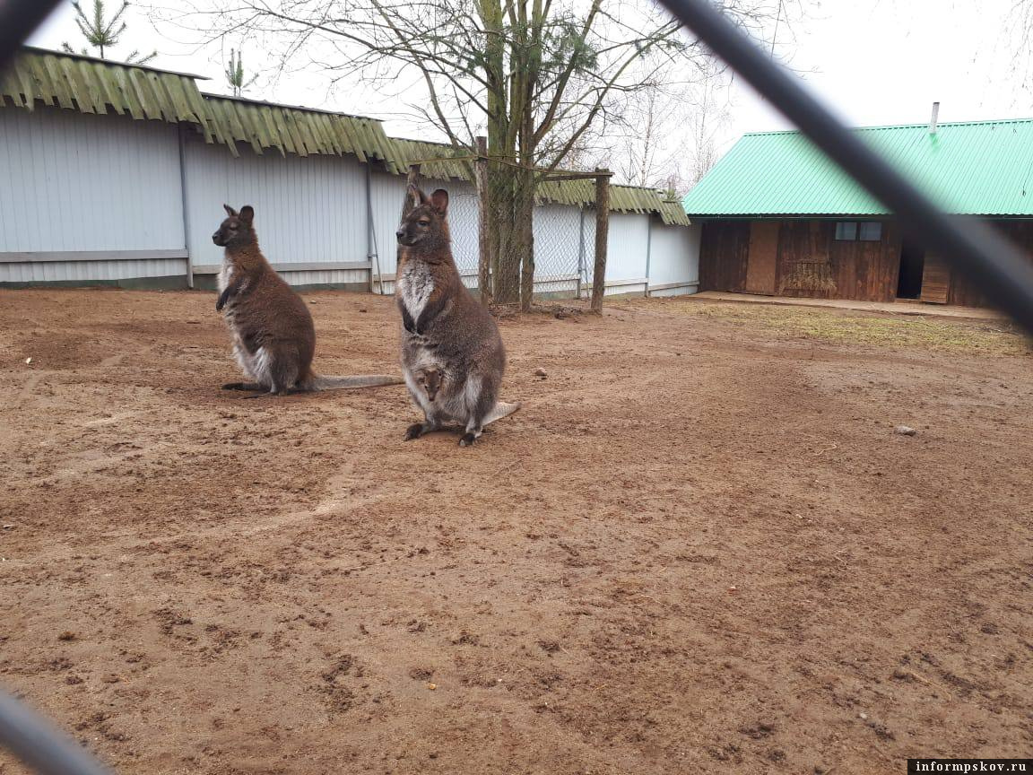 Фото кенгурёнка из прошлых выводков. Фото Андрея Голощапова