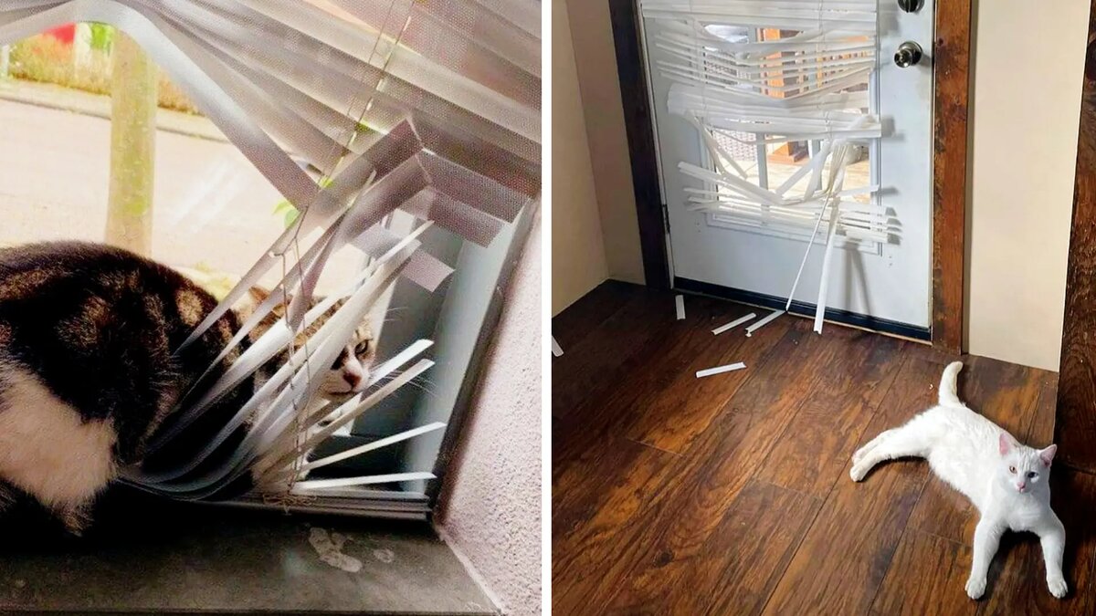 Ты лучше спаси дом от своих глупых занавесок, Наташ... 