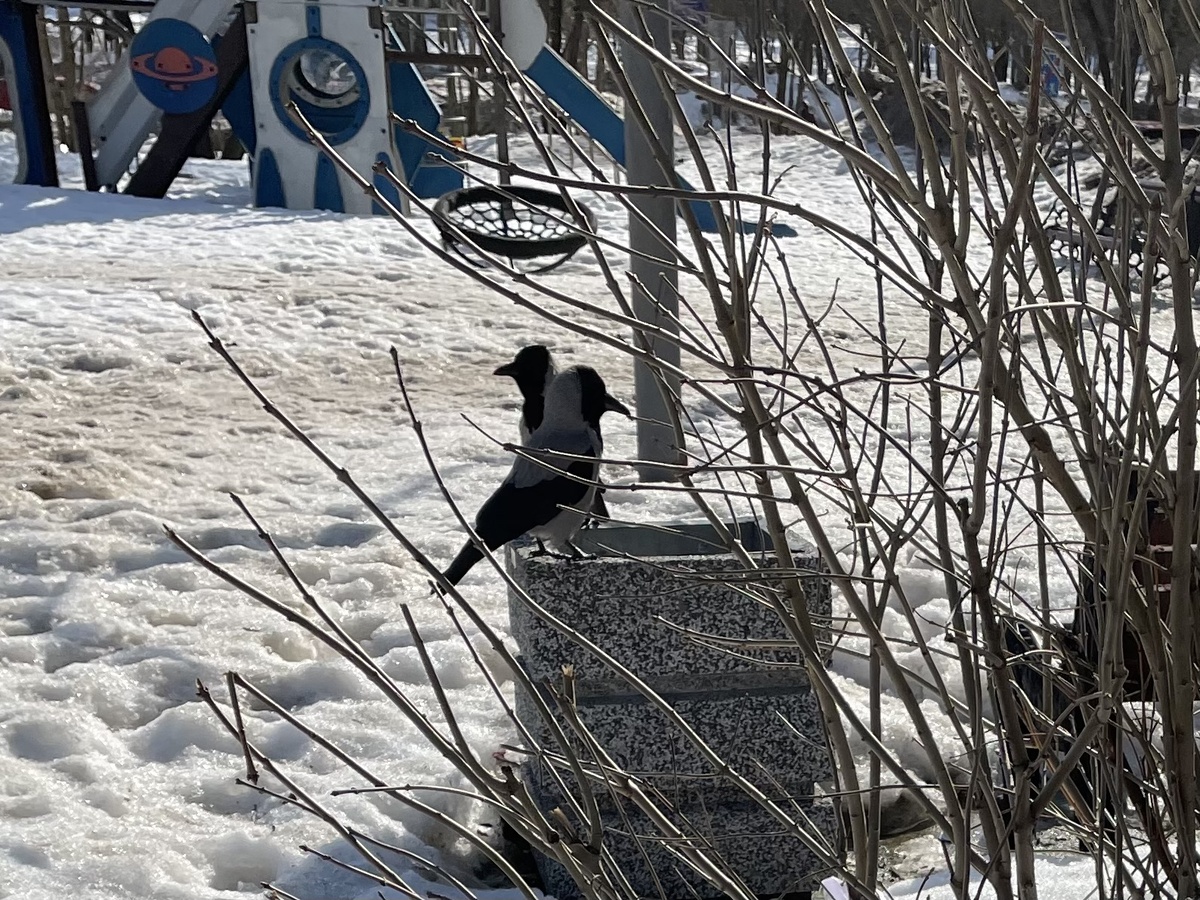 Вороны с большими головами