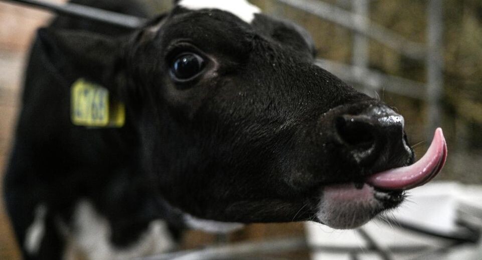    РИА «Новости»