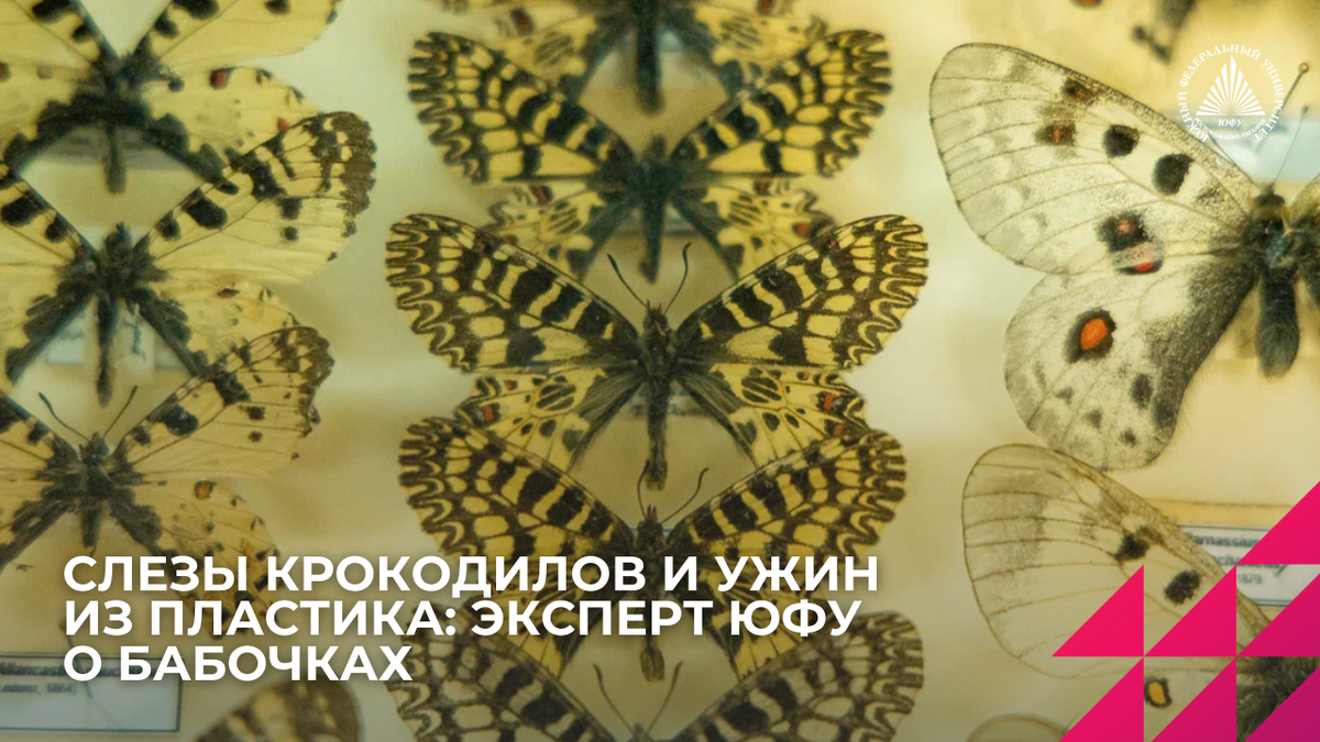 Фото: Центр общественных коммуникаций ЮФУ, Зоологический музей
