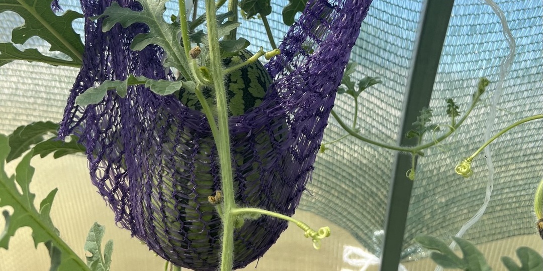 Выращиваю арбузы в Подмосковье уже 5 лет: делюсь проверенной схемой от рассады до сбора урожая